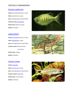 endomic fish in sri lanka