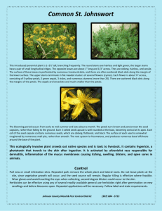 Common St. Johnswort - Johnson County Weed & Pest