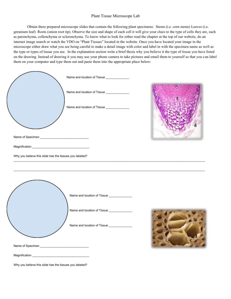 Types Of Tissues Chart Biology Corner Answers
