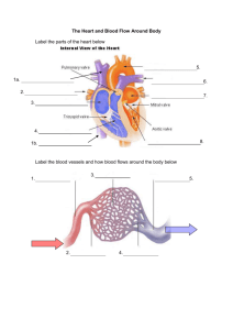The Heart and Blood Flow Around Body Label the parts of the heart