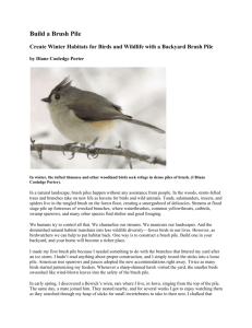 Create Winter Habitats for Birds and Wildlife