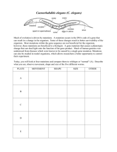 C. elegan Mutant Genetic