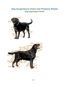 DogAcupressureChartandPressurePoints1