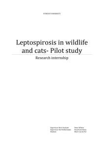 Leptospirosis in wildlife and cats- Pilot study