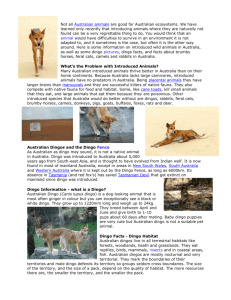 Dingo Information