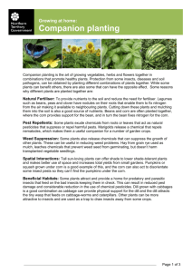 Growing at home- Companion Planting