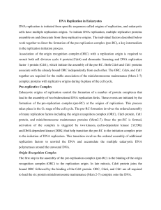 Replicative DNA Polymerases