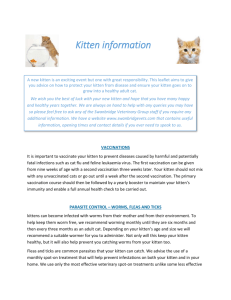 Kitten Information