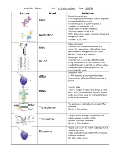 vocabulary - DNA protein synthesis and mutations with definitions