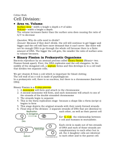 Binary Fission in Prokaryotic Organisms