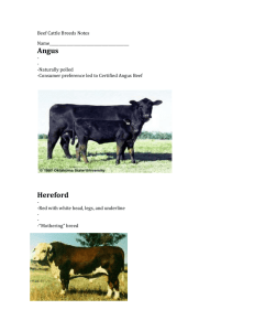 Beef Cattle Breed Notes