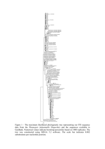 Figure 1 - The maximum likelihood phylogenetic tree representing