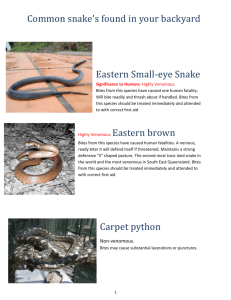snake id and first aid - South East Queensland Wildlife Carers