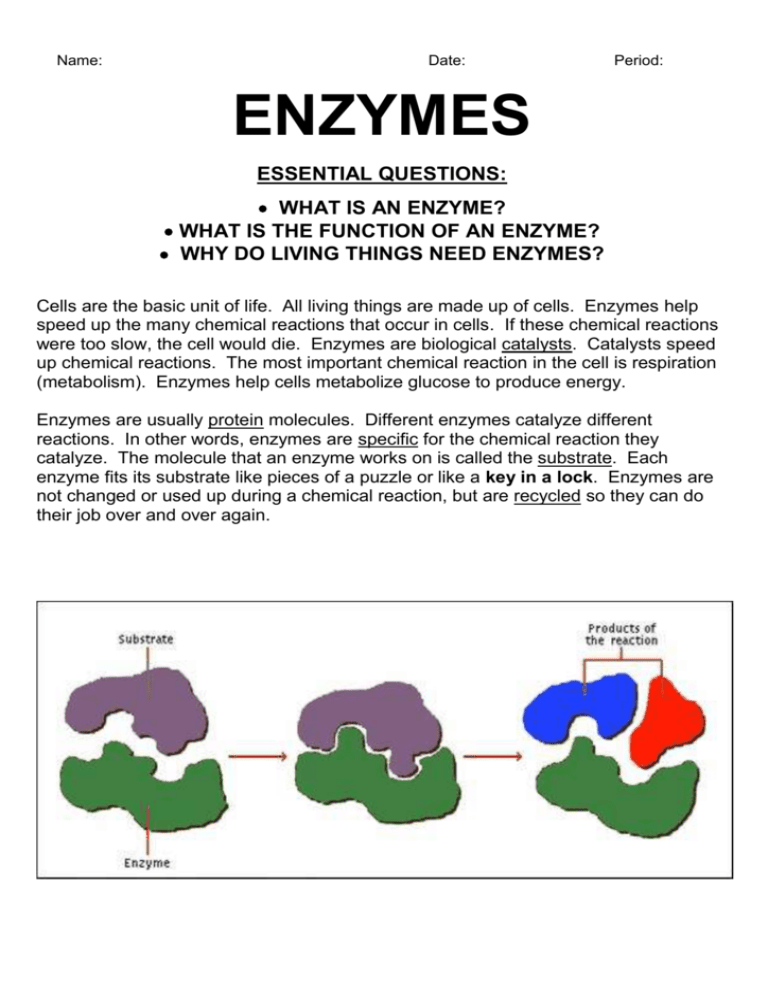 Enzyme Worksheet