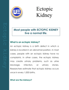 What are the kidneys?