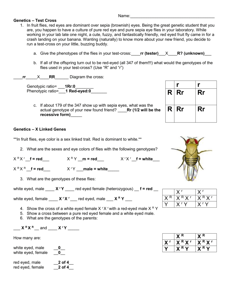 X Linked Traits Worksheet Answers 