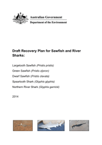 Draft Recovery Plan for Sawfish and River Sharks