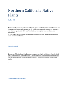 Northern California Native Plants Handout