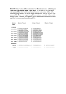 Table S9. Primer sets used for validation of novel canine antisense