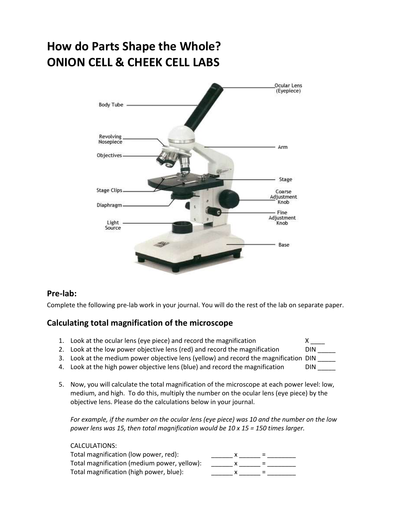 Compound Light Microscope Magnification Calculation Shelly Lighting