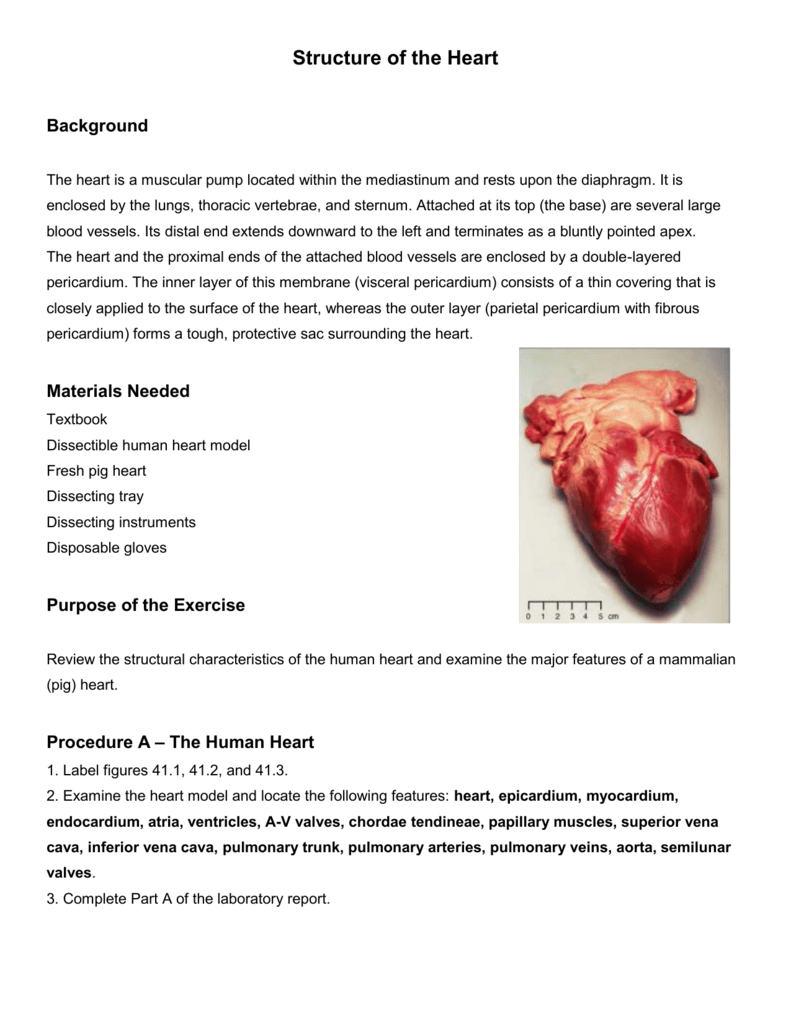 Dissection of a Pig Heart