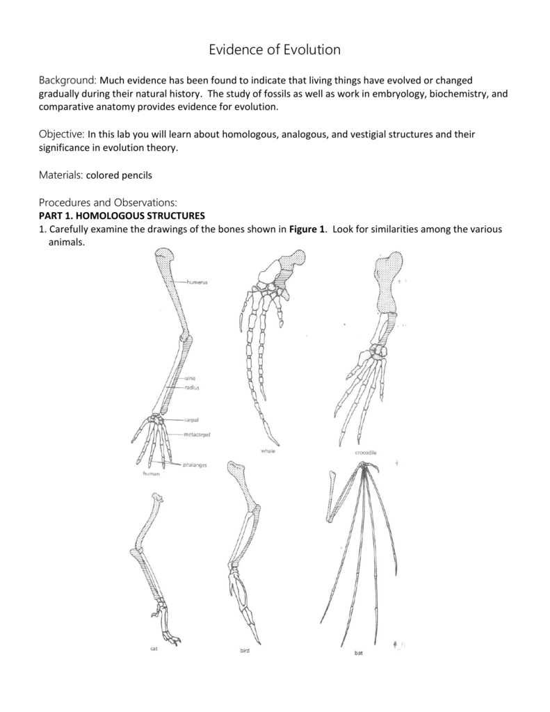 comparative-anatomy-worksheets