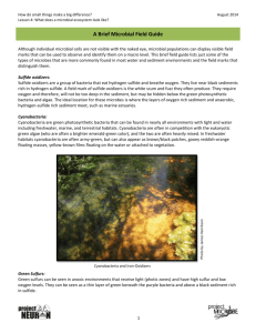 Resource: A Brief Microbial Field Guide