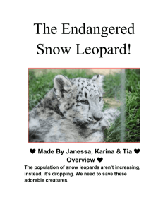 Endangered Snow Leopards