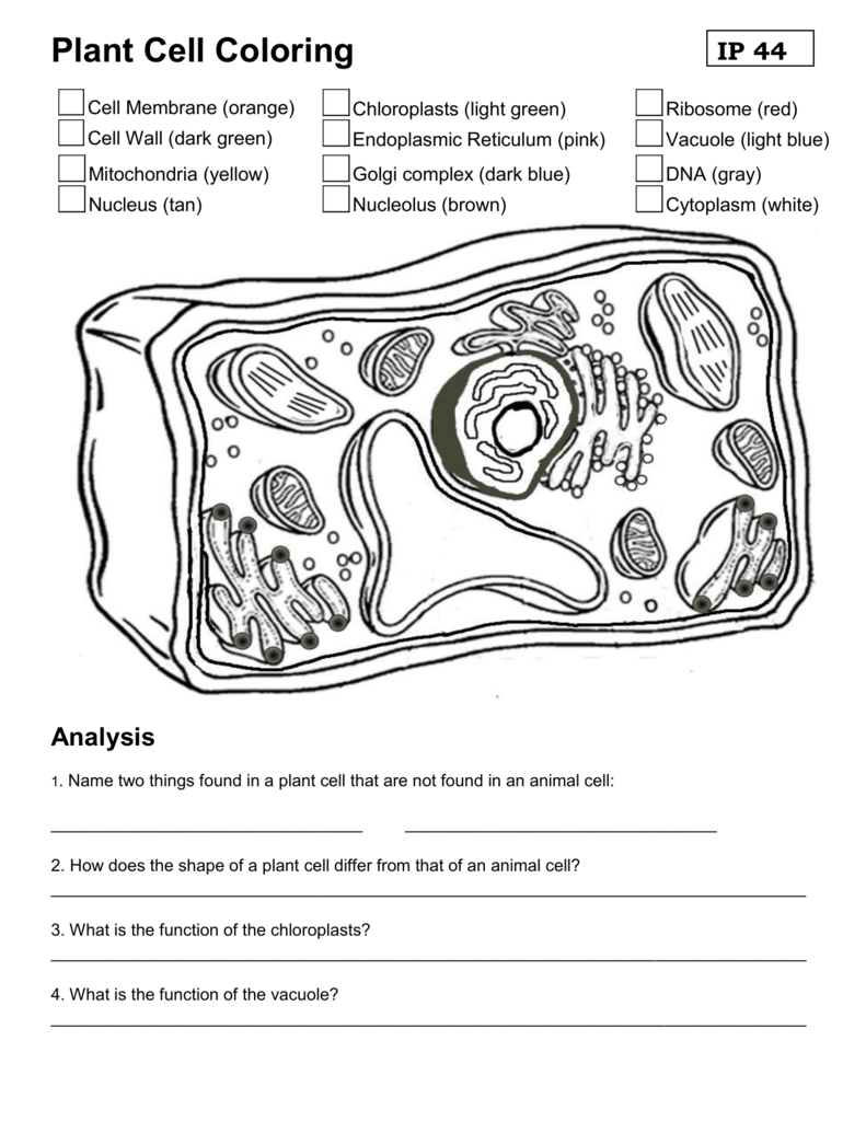Plant Cell Coloring