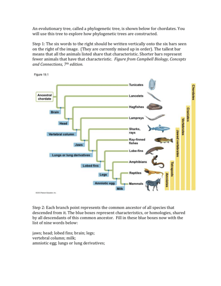 Vertebrate Phylogeny Worksheet KEY