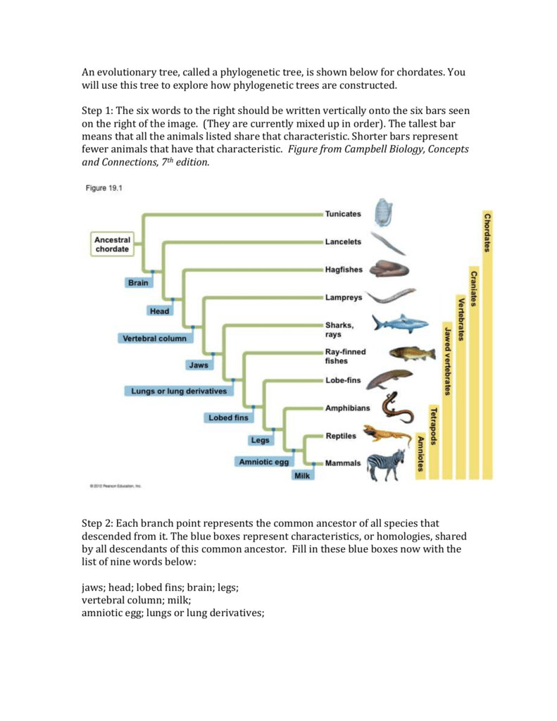 vertebrate-phylogeny-worksheet-key