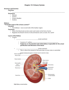 Urinary system student notes