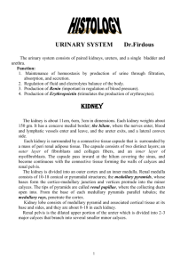 URINARY SYSTEM Dr.Firdous