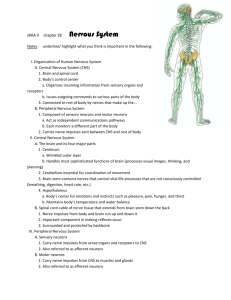 N Nervous System notes - JBHA-Sci-US-tri3