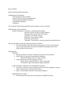 Exam 4 Outline Paraxial and Intermediate Mesoderm