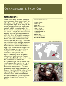 Orangutans & Palm Oil Case Study Orangutans and