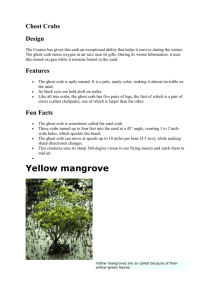Mangroves species