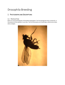 Below are several photographs of Drosophila melanogaster