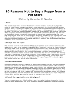 10 Reasons Not to Buy a Puppy from a Pet Store