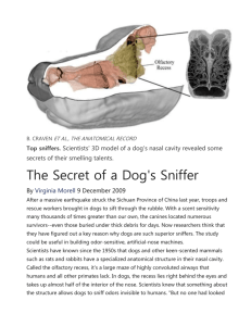 the Secret of a Dog`s Sniffer