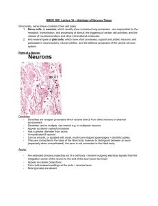 BMED 2801 Lecture 16 – Histology of Nervous Tissue Structurally