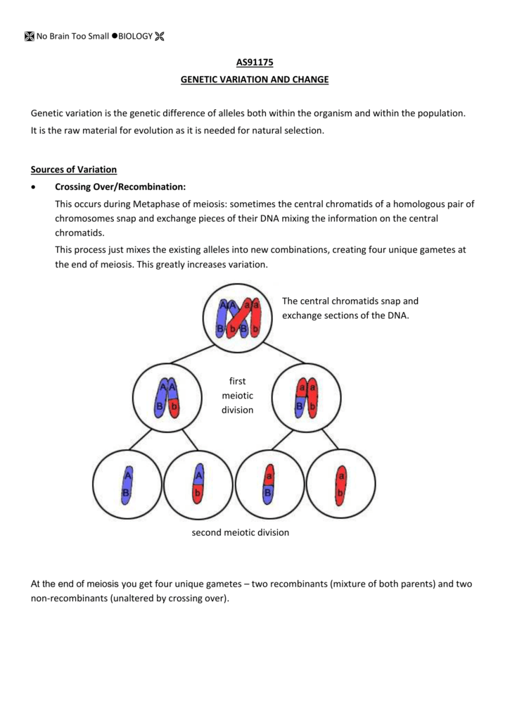 Snurfle Meiosis Worksheet Snurfle Meiosis Worksheets : If you don t