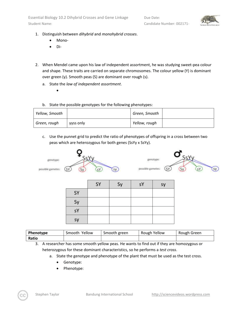 chapter-10-dihybrid-cross-worksheet-answer-key-mice-semanario-worksheet-for-student