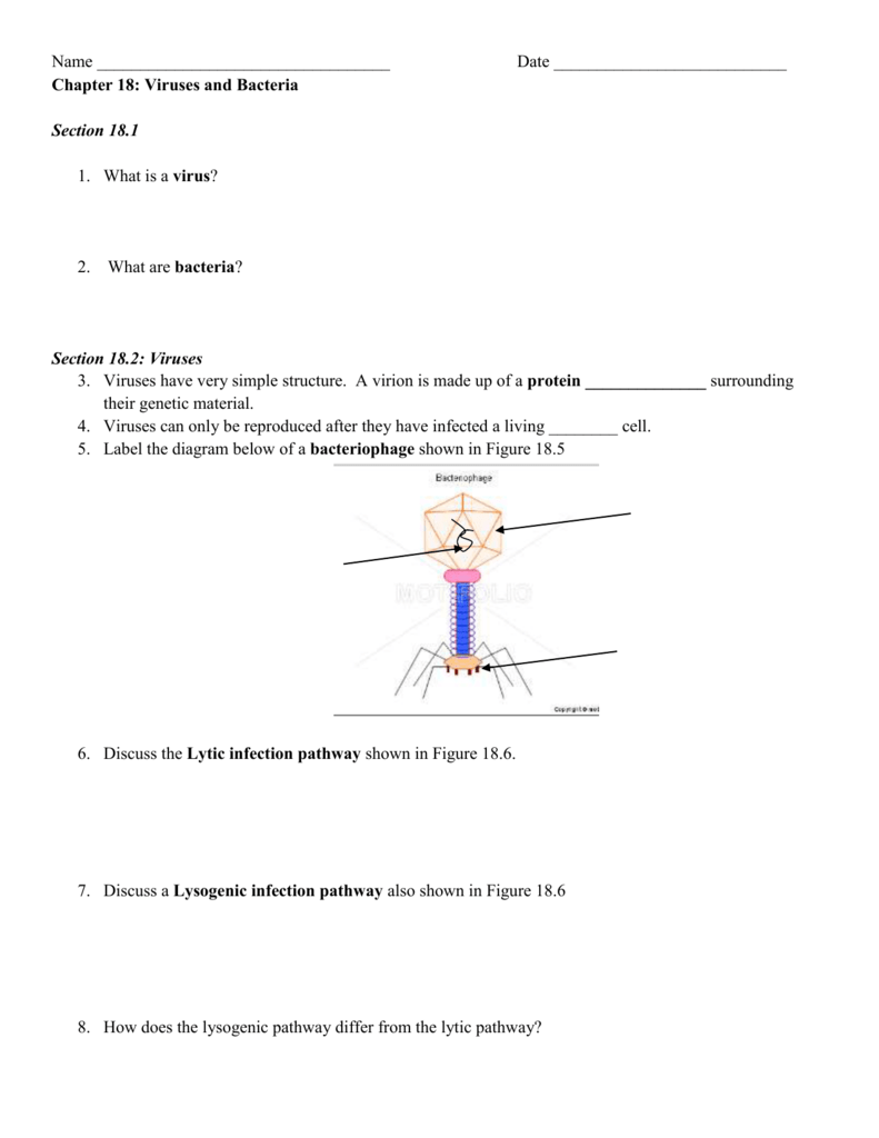 Chapter 18 Bacteria and Viruses worksheet