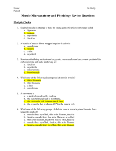 Muscle Microanatomy and Physiology Review Questions Answer Key