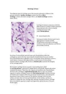 AEA_1_Histology_of_bone