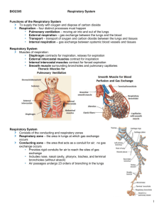 Respiratory Physiology