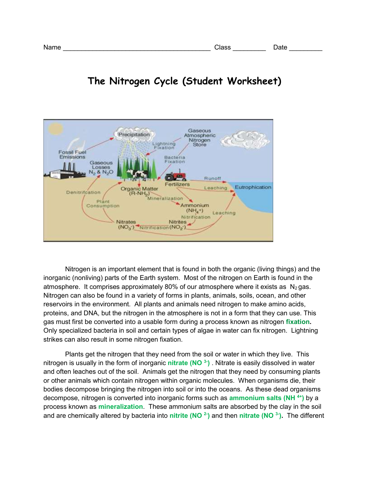 Nitrogen Cycle Worksheet Answers