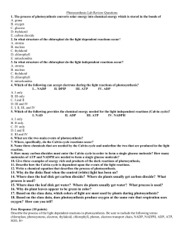 Section 8-3 The Reactions of Photosynthesis