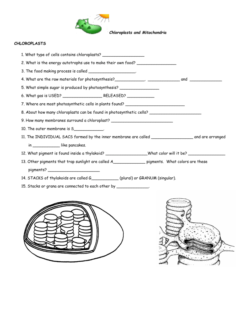 32 Chloroplast And Mitochondria Worksheet Answers Support Worksheet